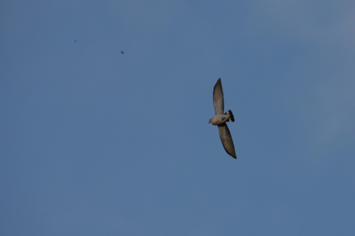 Common Wood-Pigeon - ML646247845