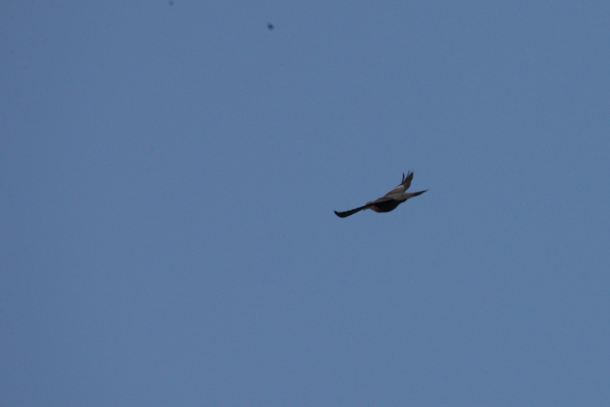 Common Wood-Pigeon - ML646247846