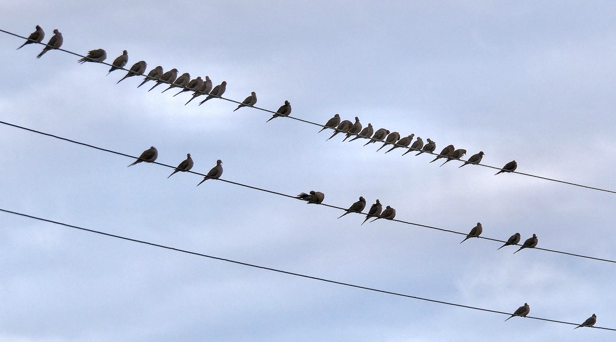 Mourning Dove - ML646247847