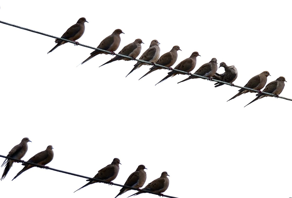 Mourning Dove - ML646247848