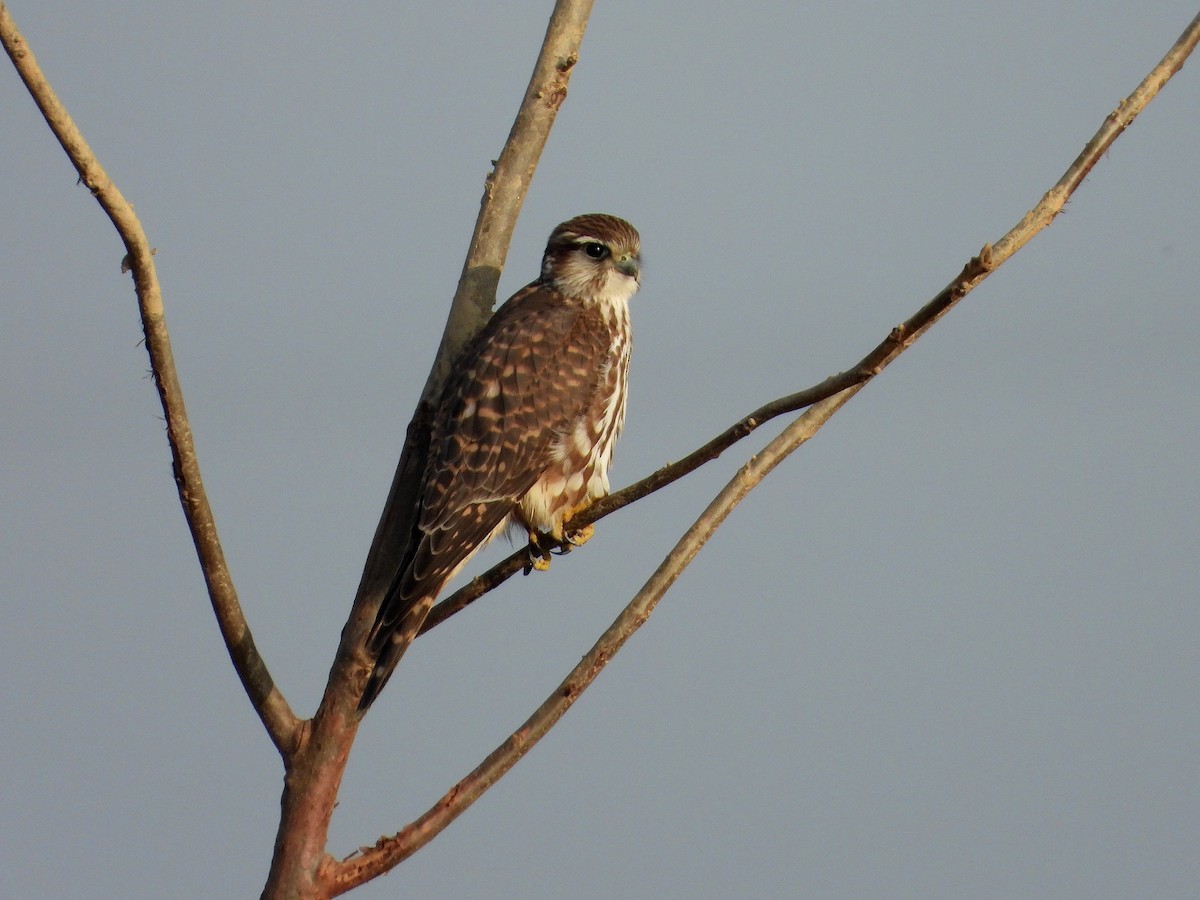 Merlin - ML646247849