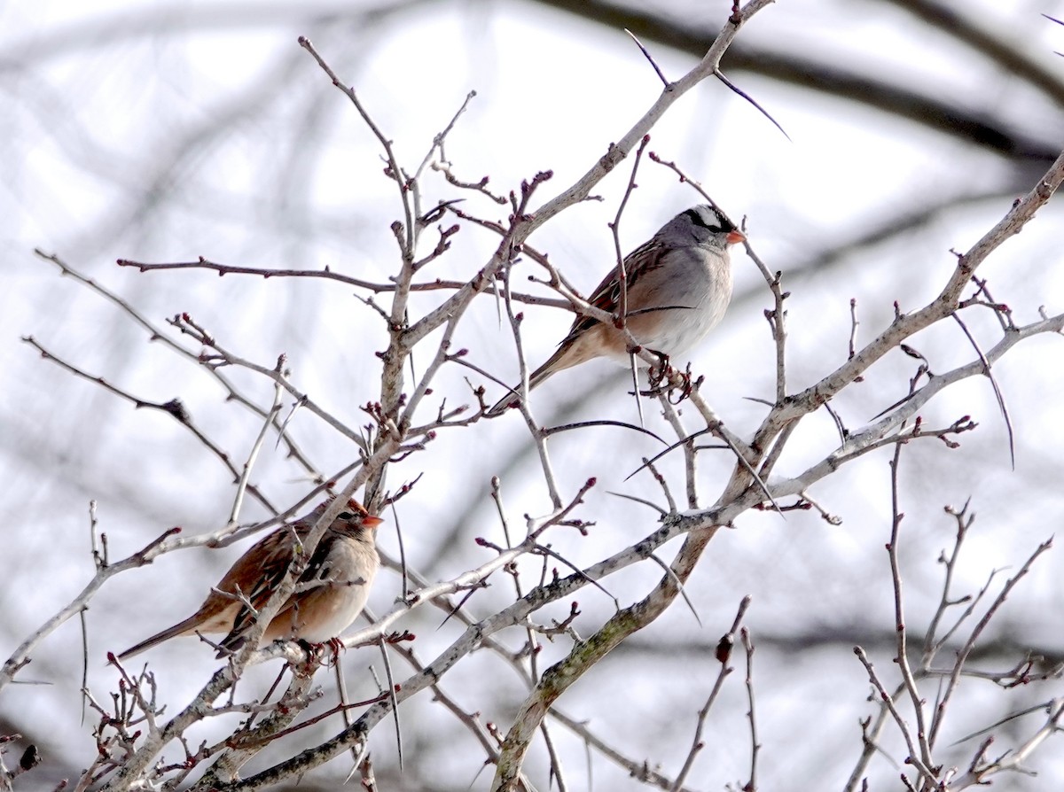 White-crowned Sparrow - ML646247853
