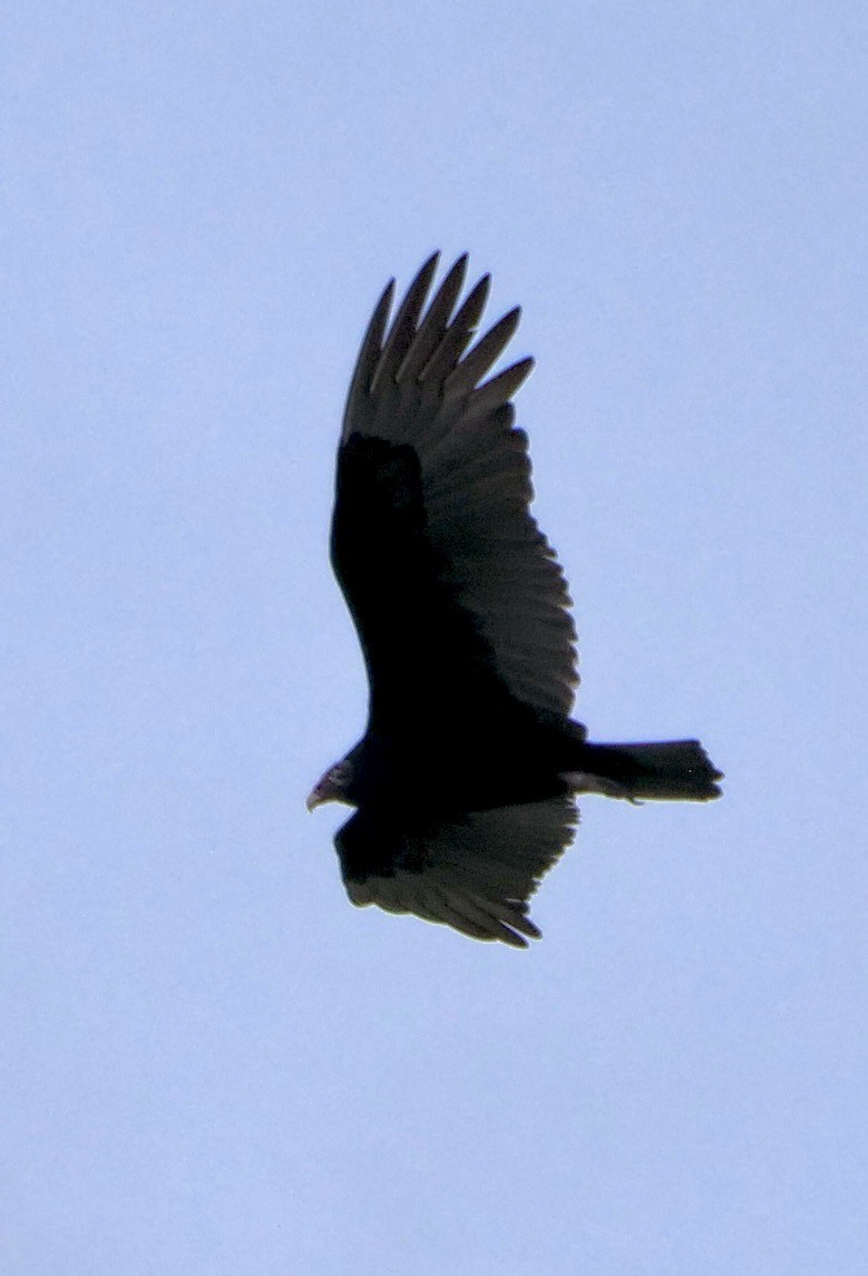 Turkey Vulture - ML646247860