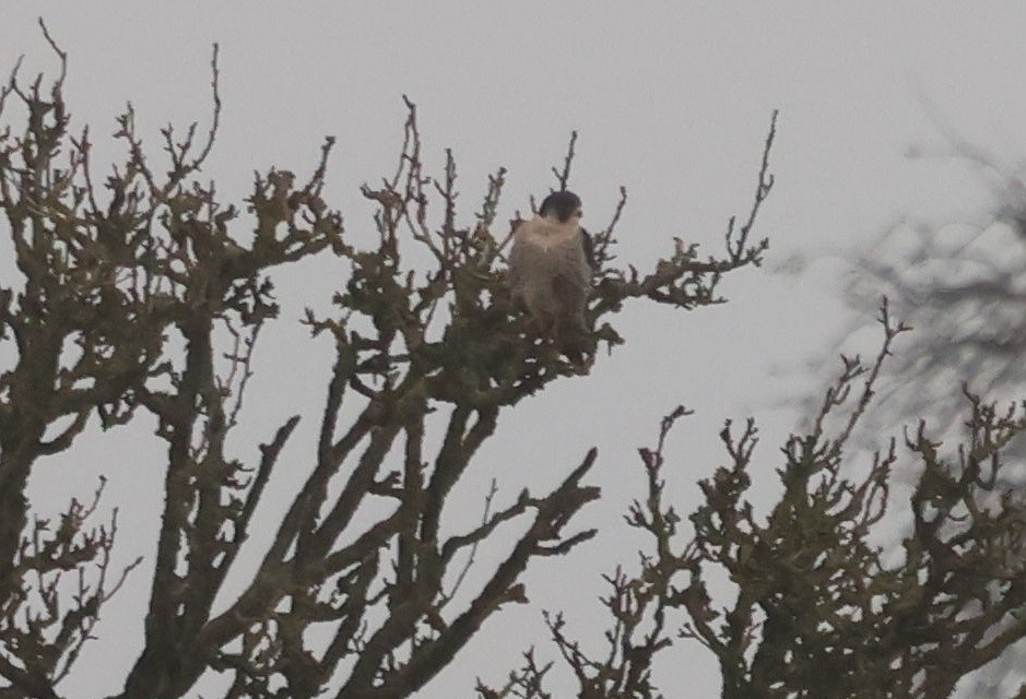 sokol stěhovavý - ML646247869