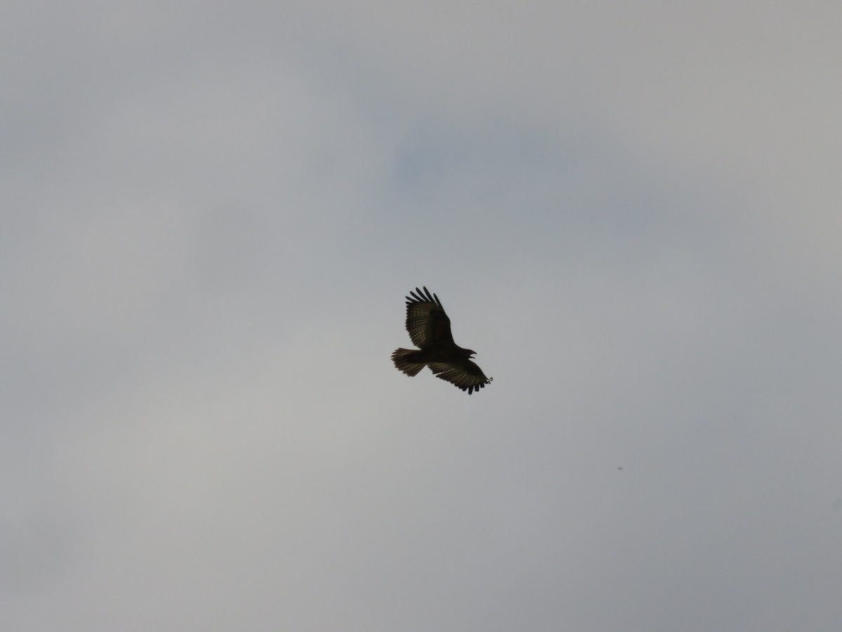 Jackal Buzzard - ML646247870