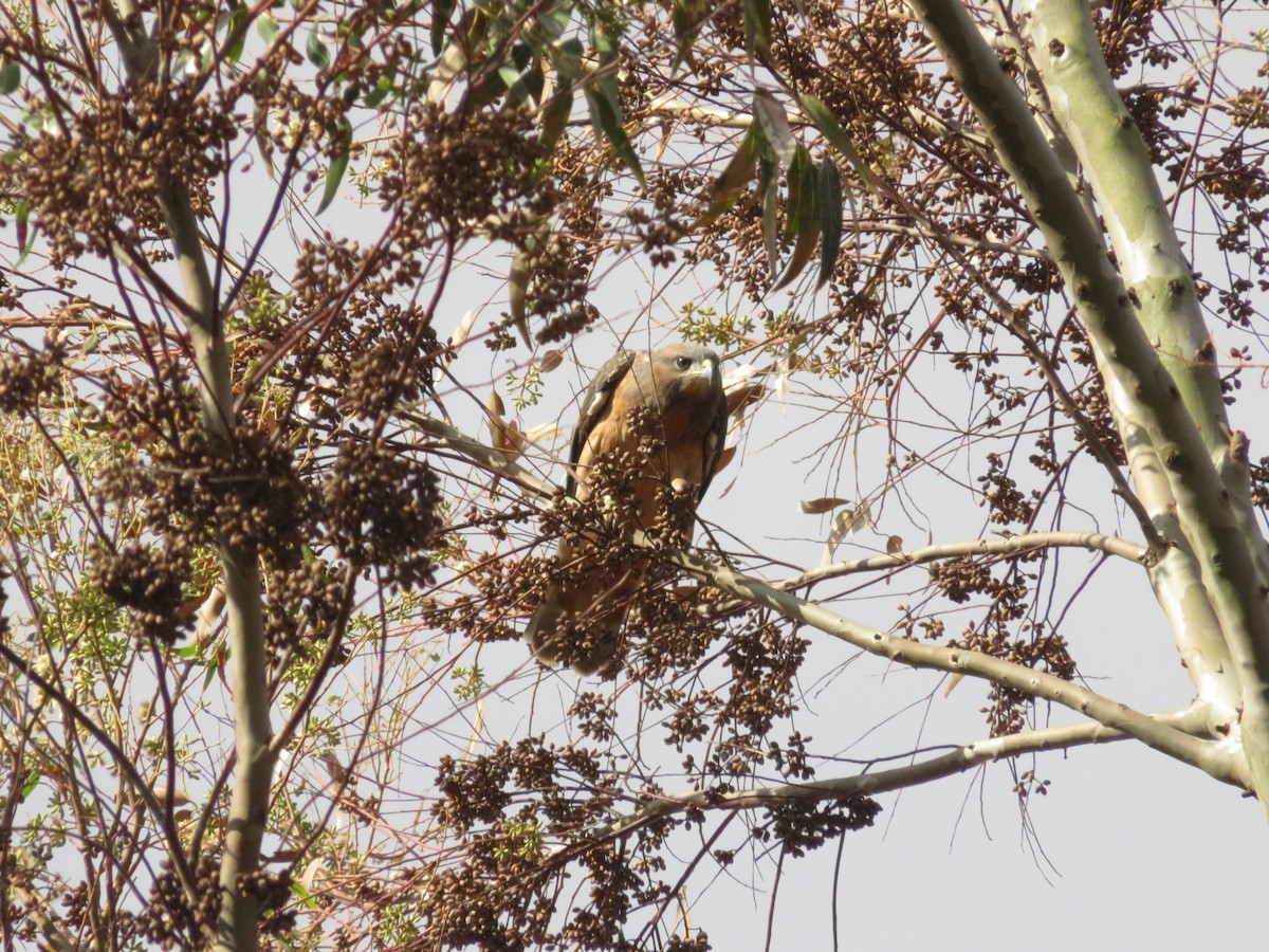 Jackal Buzzard - ML646247871