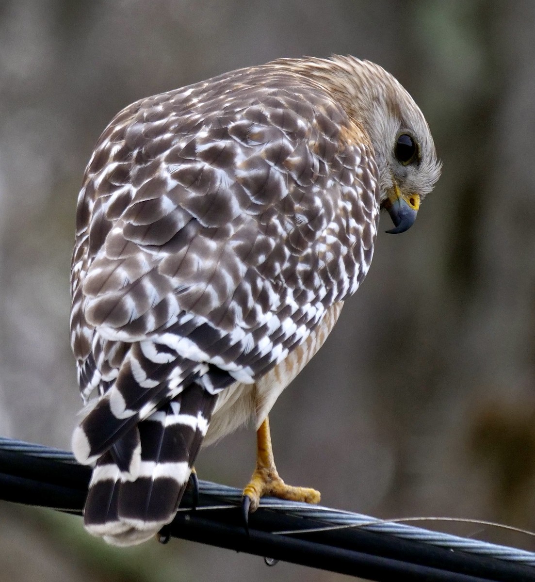 Red-shouldered Hawk - ML646247872