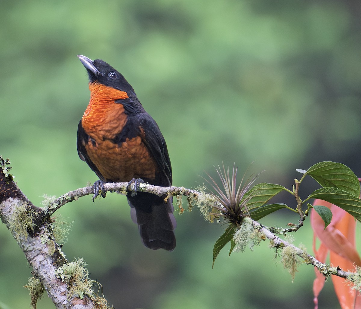 Red-ruffed Fruitcrow - ML646247874