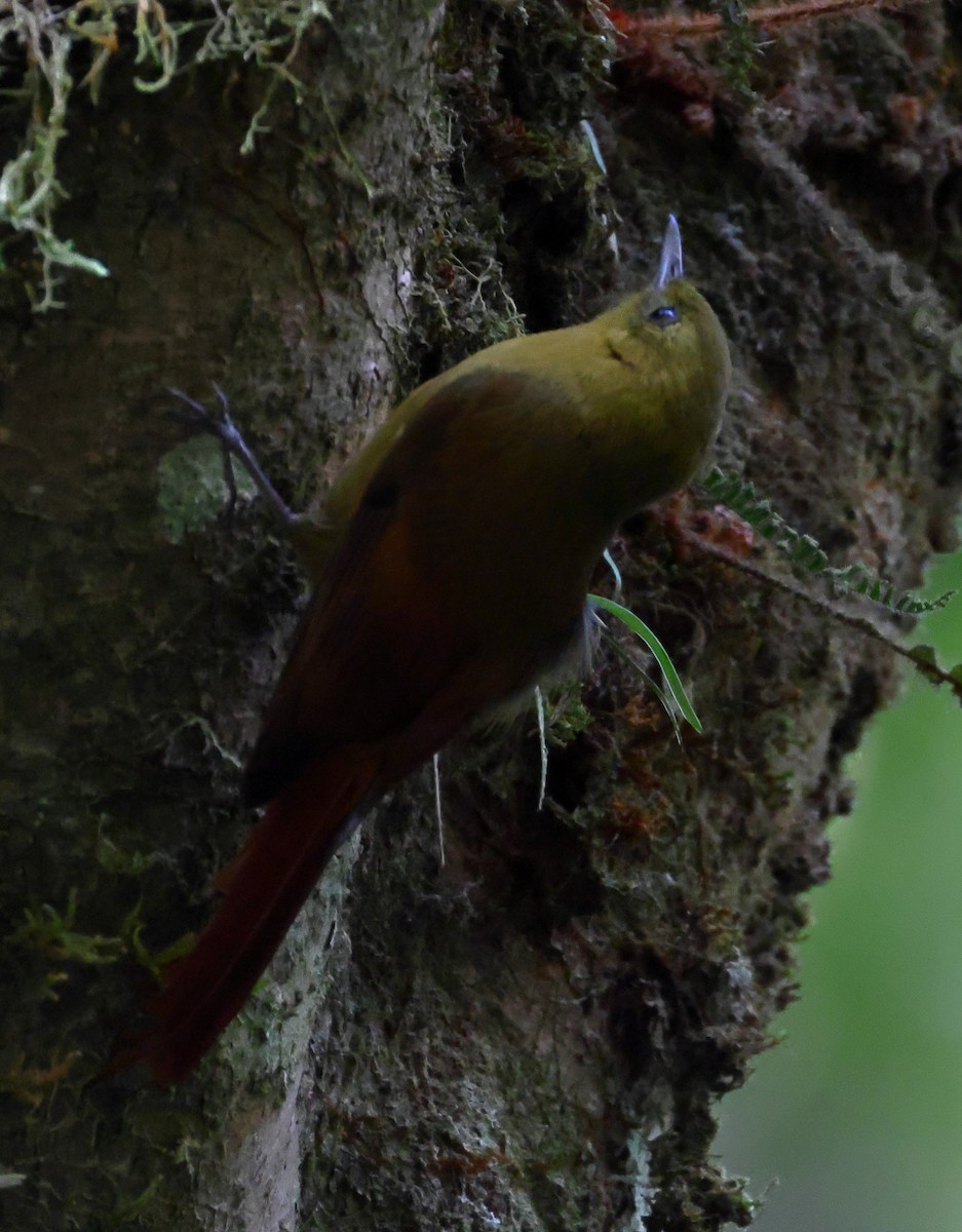 Дереволаз оливковий (підвид sylviellus/olivaceus) - ML646247875