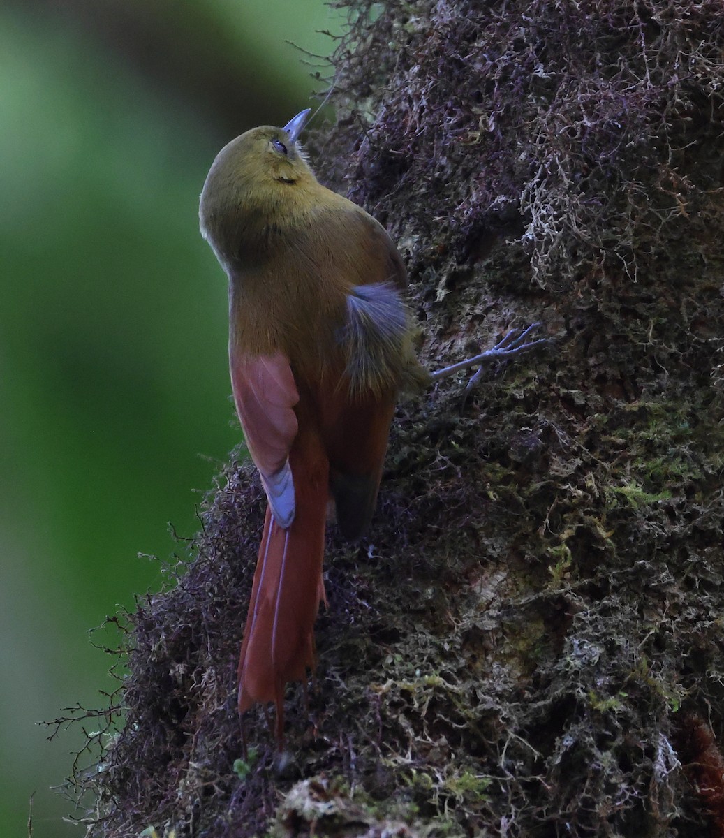 Дереволаз оливковий (підвид sylviellus/olivaceus) - ML646247876