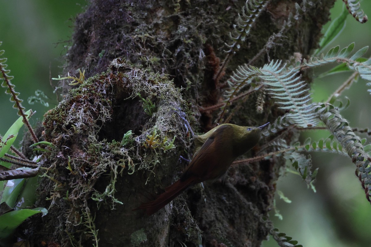 Дереволаз оливковий (підвид sylviellus/olivaceus) - ML646247877