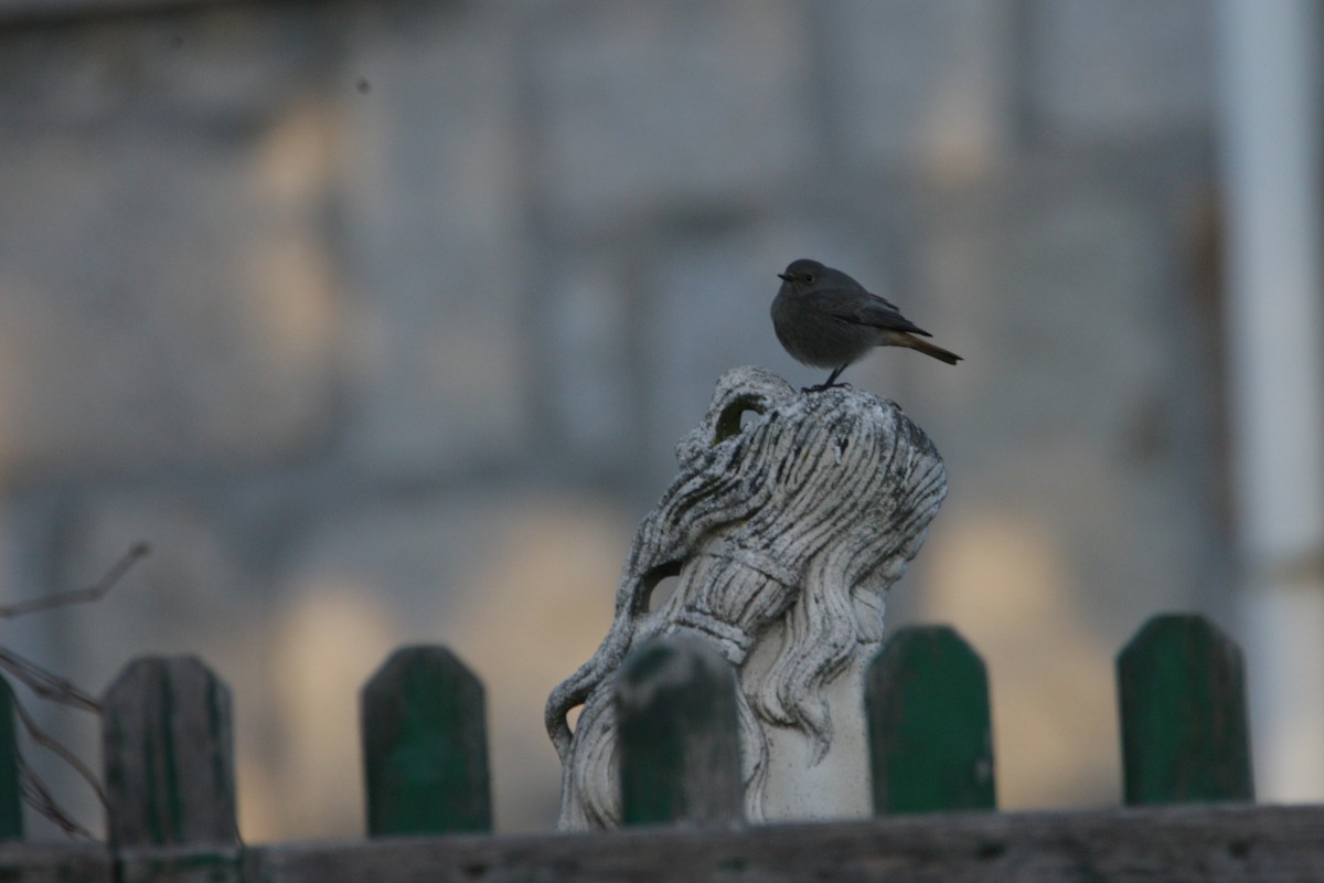 Black Redstart - ML646247881