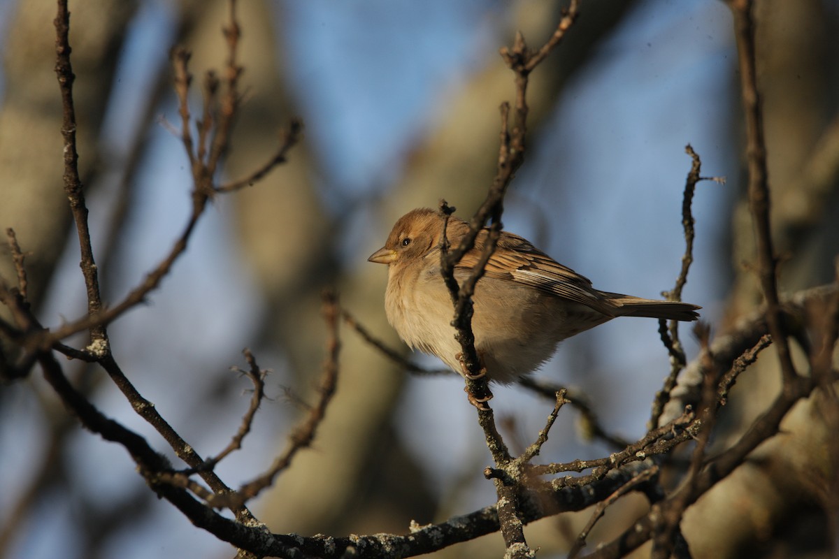 Gorrión Común - ML646247889