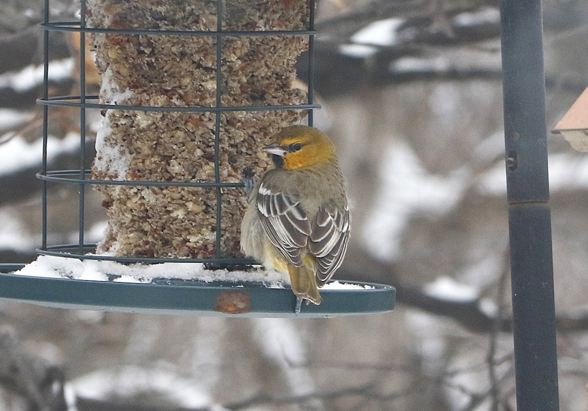 Bullock's Oriole - ML646247890
