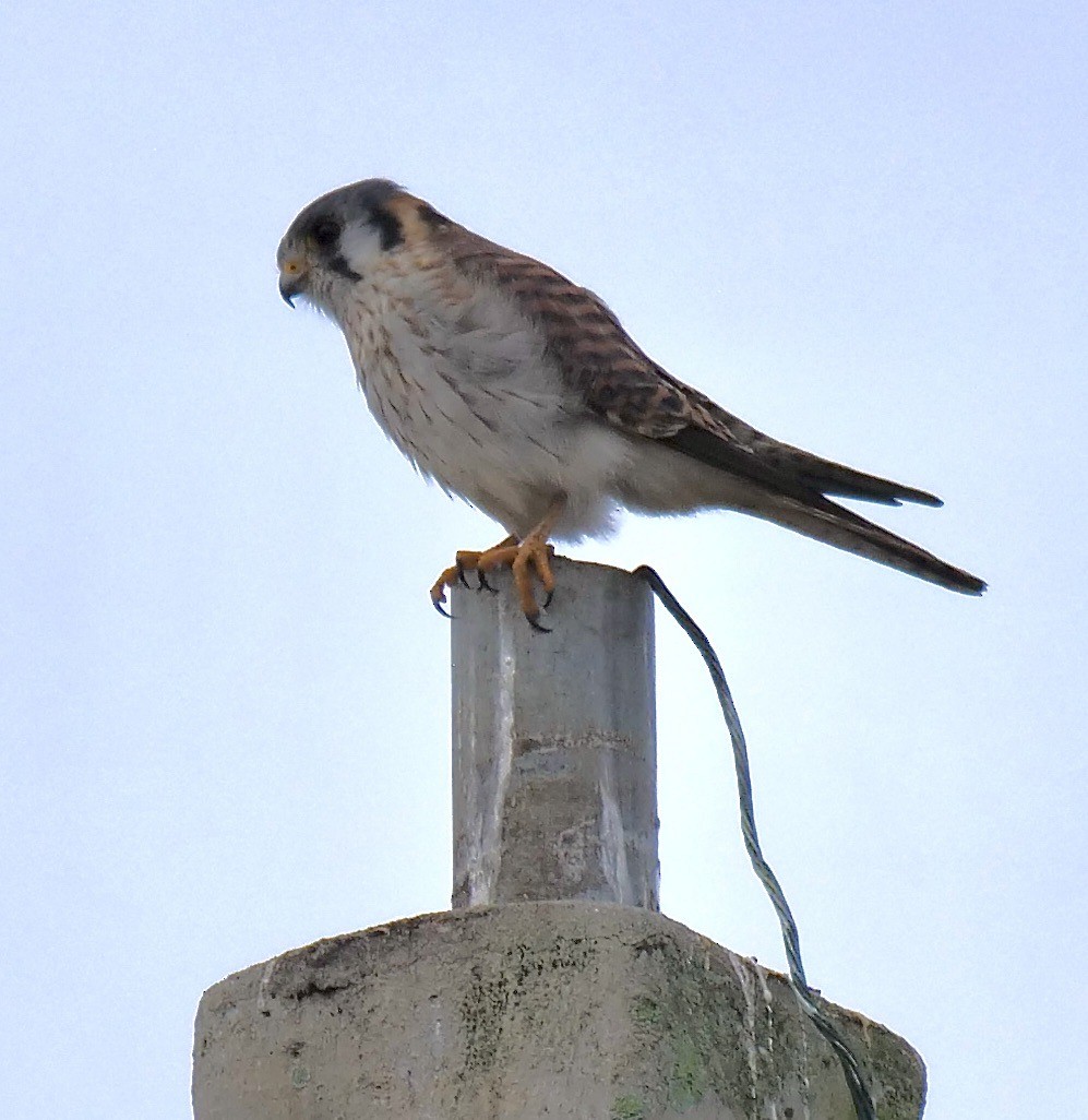 American Kestrel - ML646247891