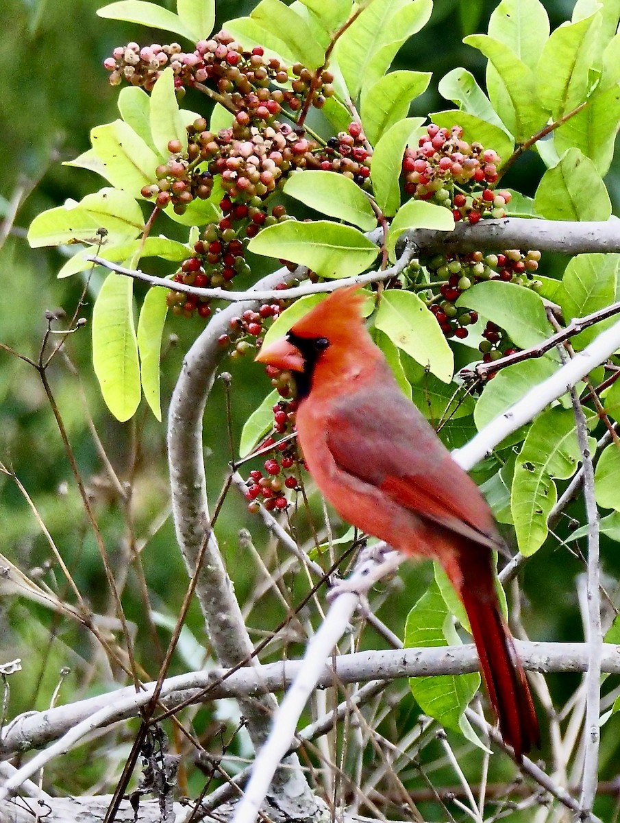 Northern Cardinal - ML646247906