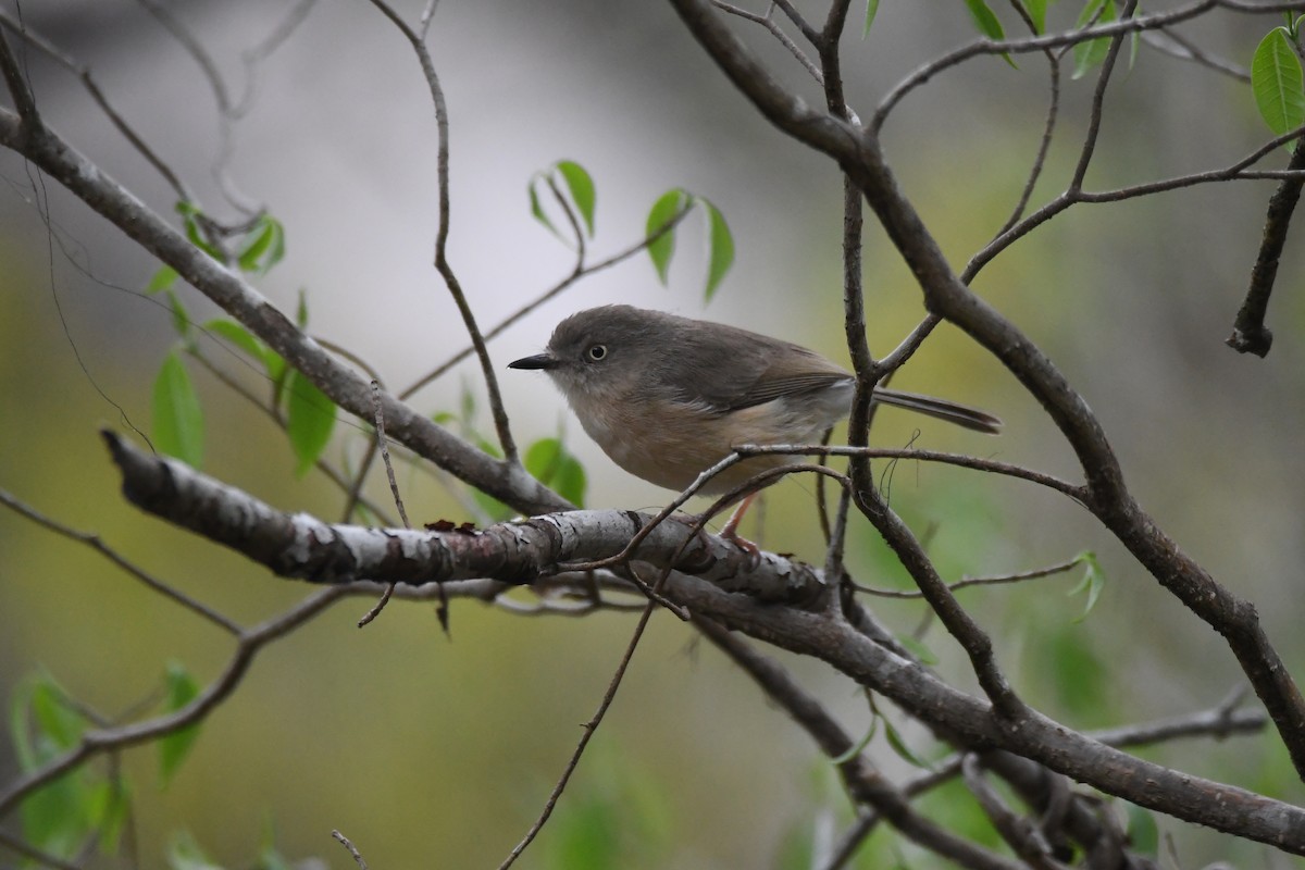 Nevtonya - ML646247907