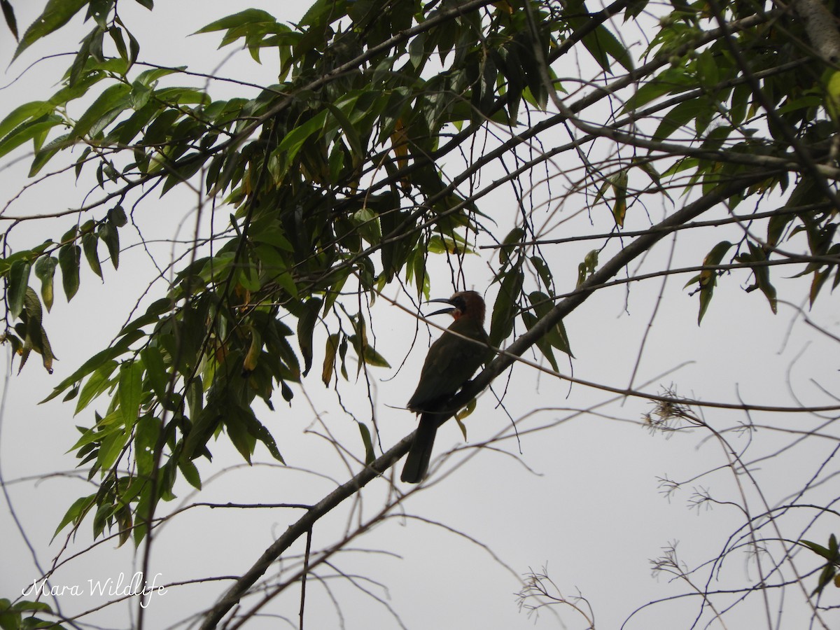 Ak Alınlı Arıkuşu - ML646247908