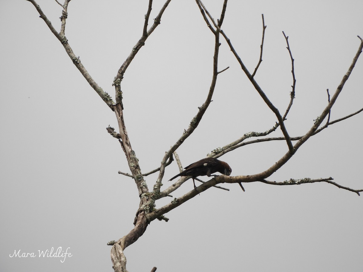 Kocabaş Dokumacı - ML646247910