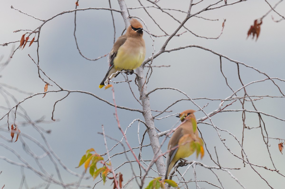 Cedar Waxwing - ML646247911