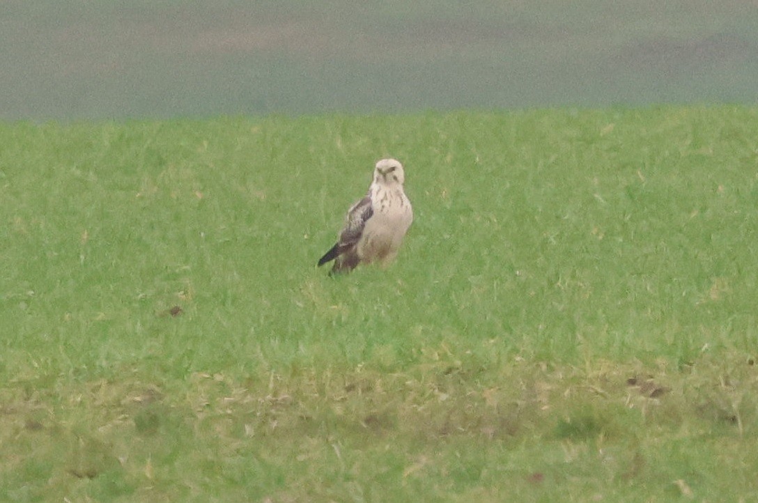 káně lesní - ML646247915