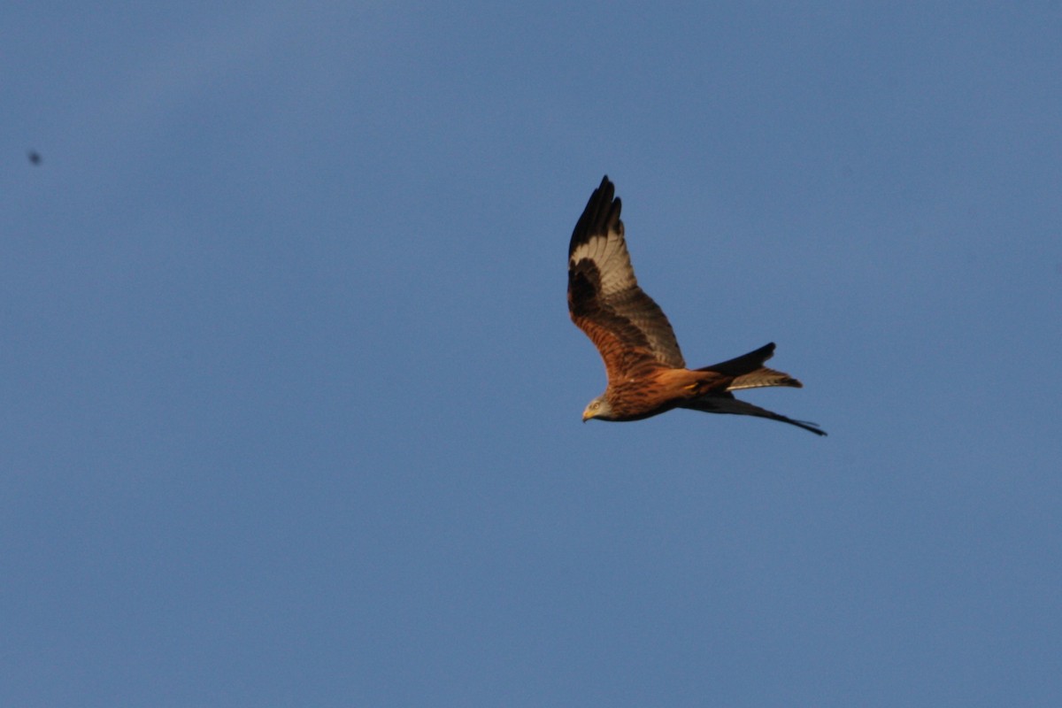 Red Kite - ML646247921