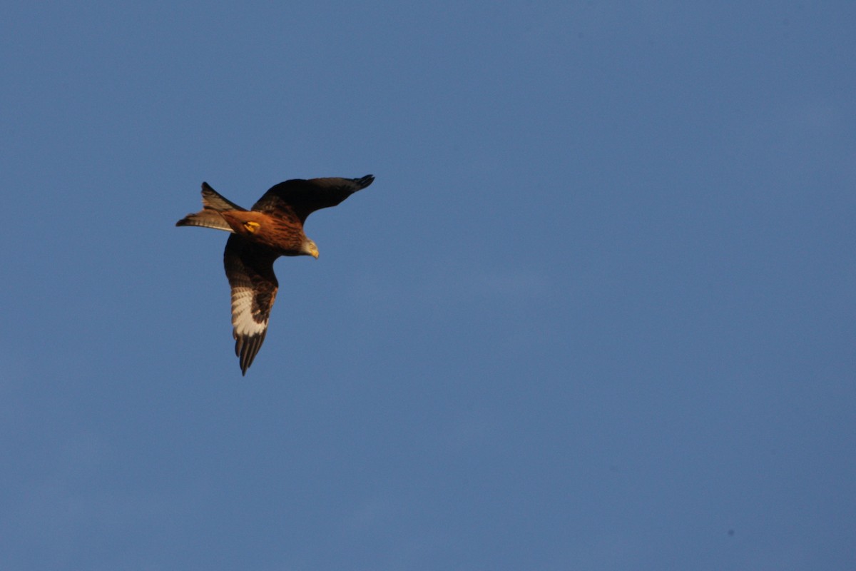 Red Kite - ML646247922