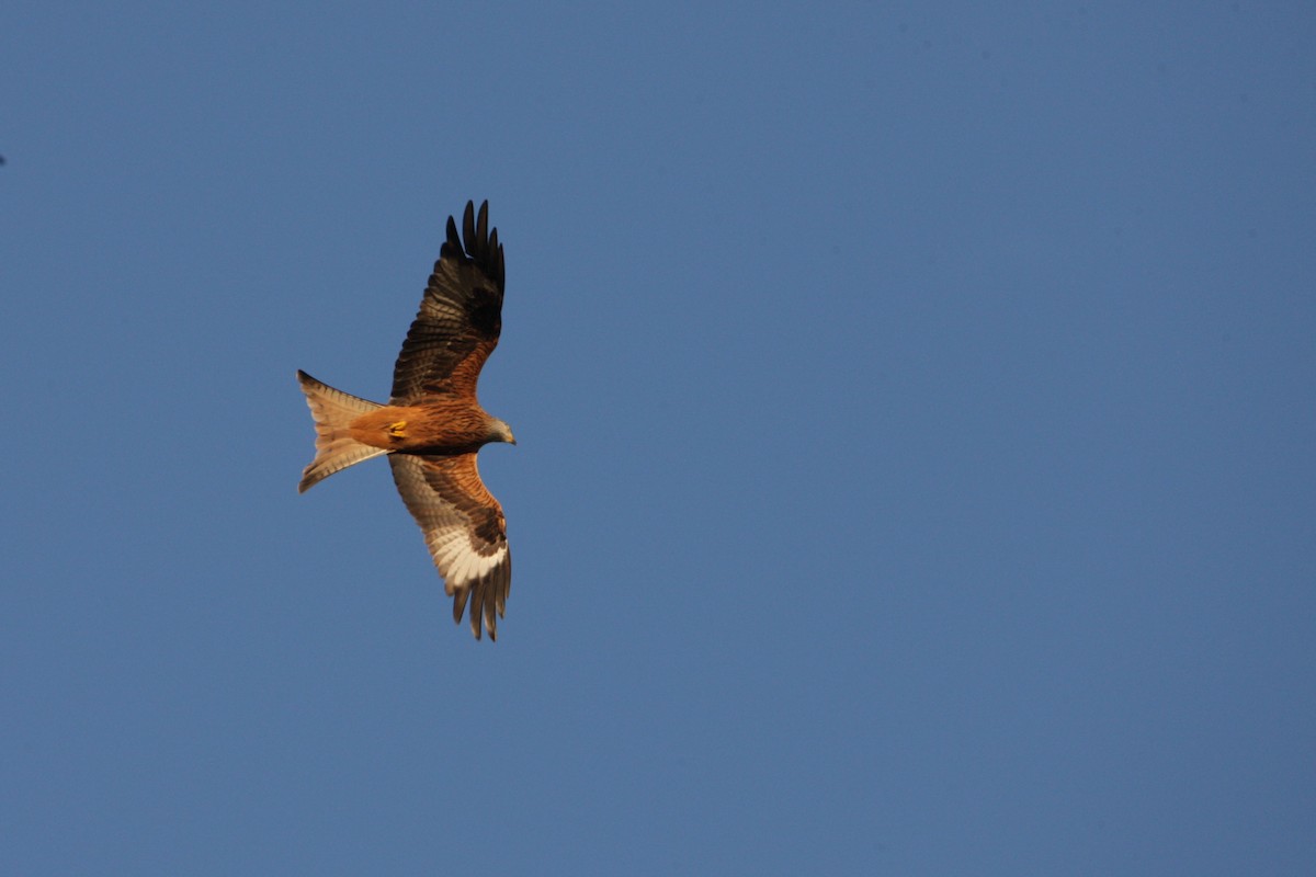 Red Kite - ML646247923