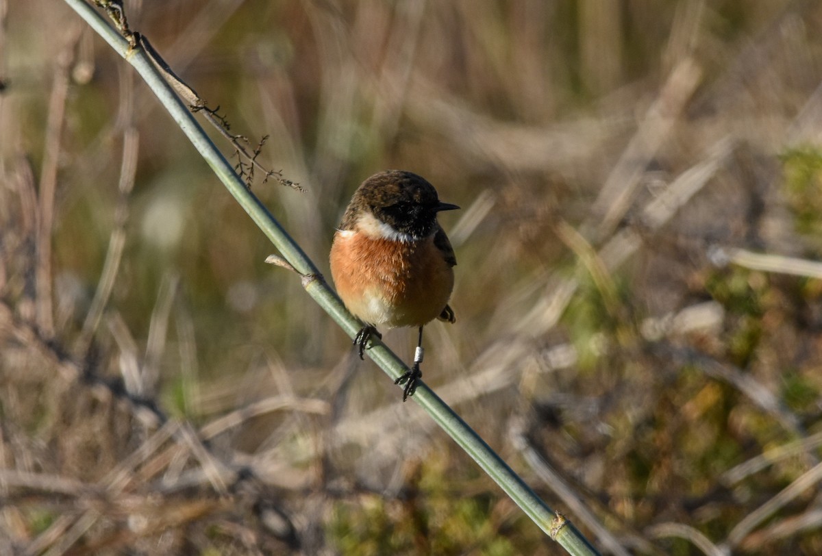 Taşkuşu - ML646247924