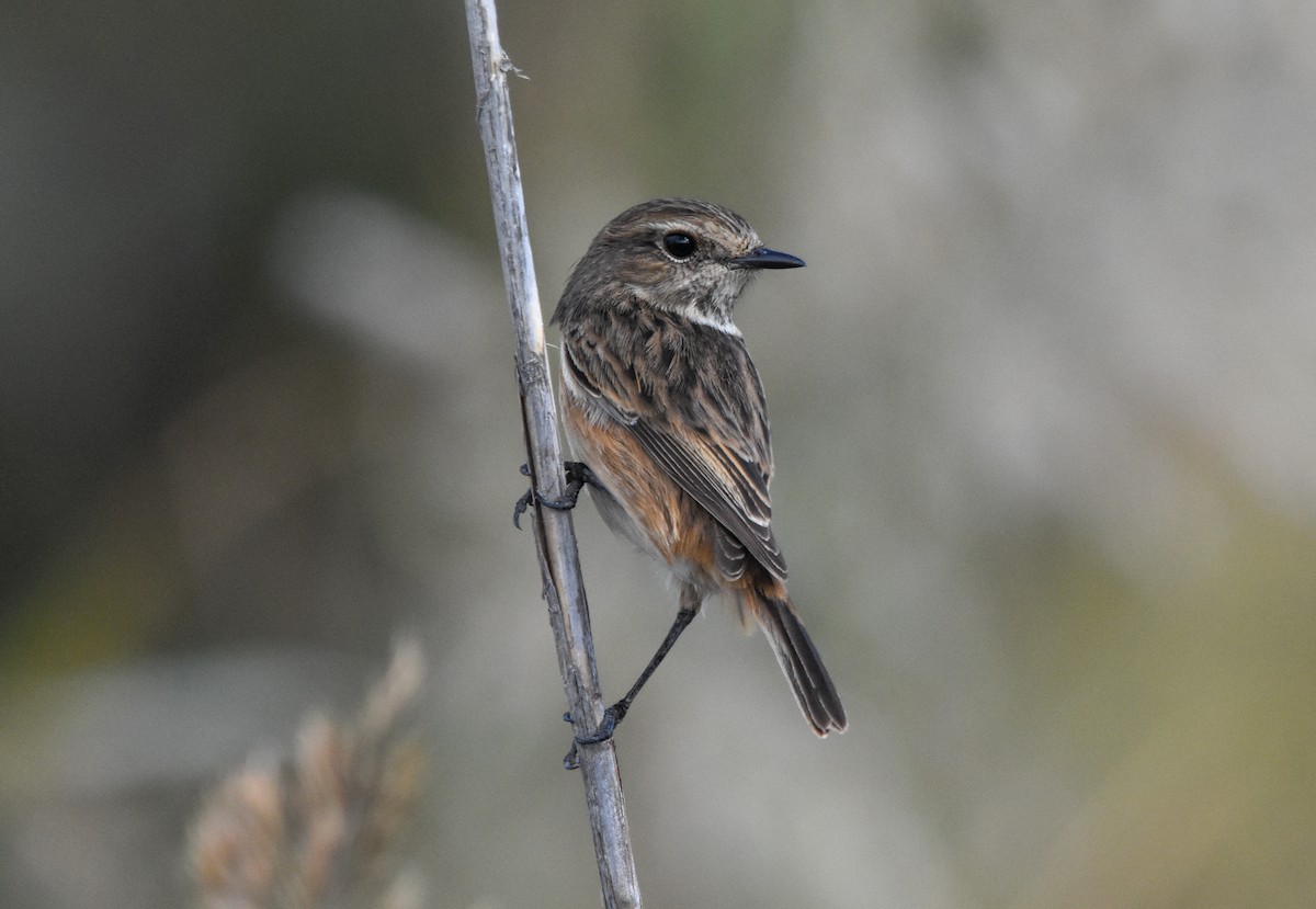 European Stonechat - ML646247925