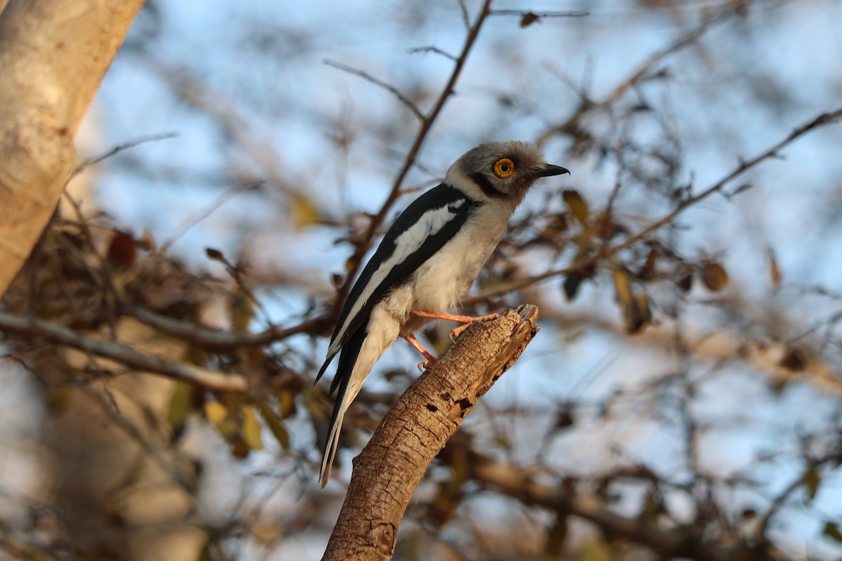 Ak Sorguçlu Vanga - ML646247926