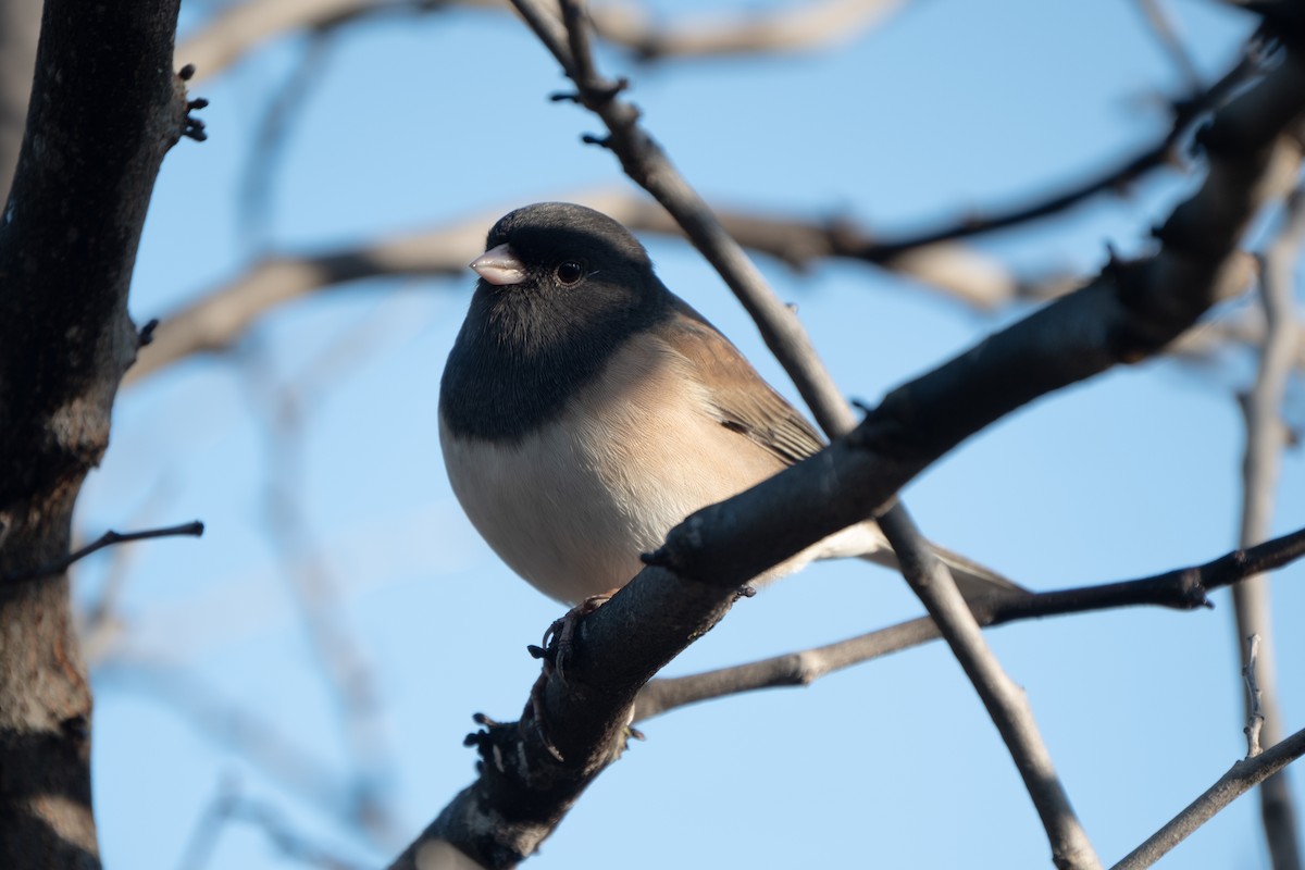 Kara Gözlü Junko - ML646247927