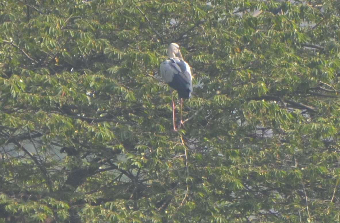 Ak Açıkgaga - ML646247928