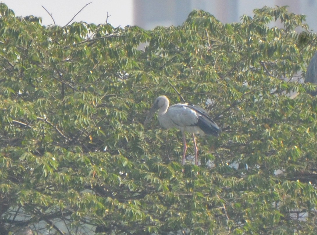 Ak Açıkgaga - ML646247929