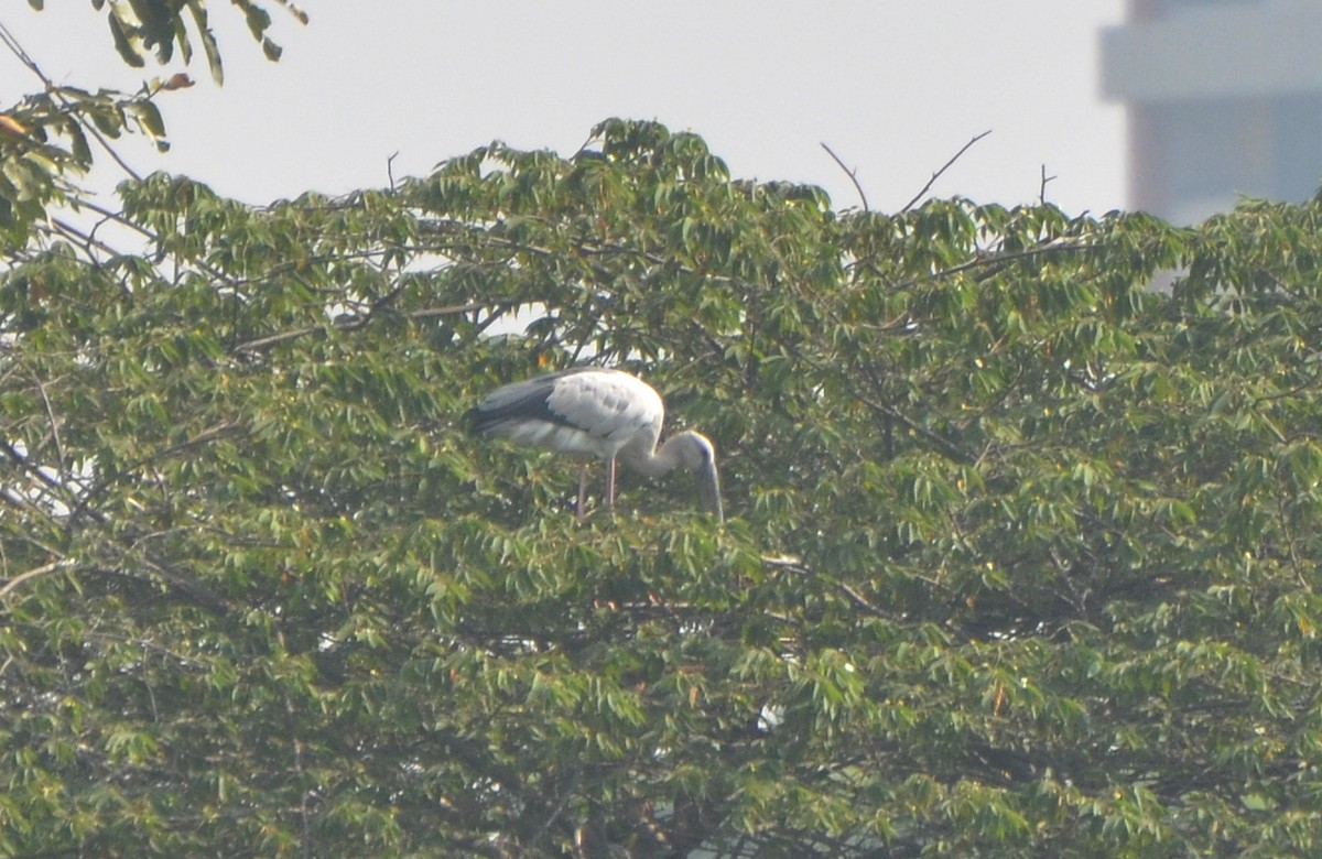 Ak Açıkgaga - ML646247930