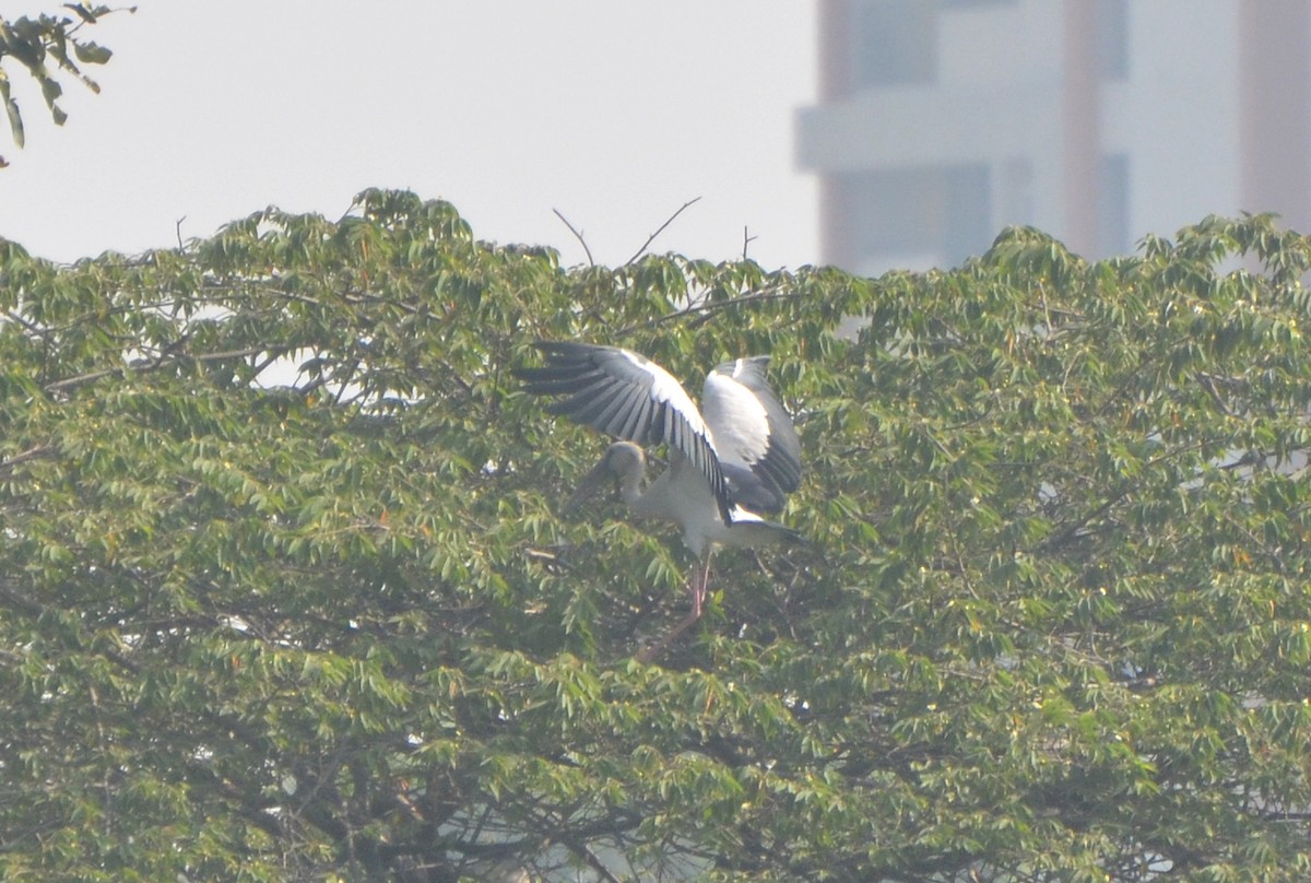 Ak Açıkgaga - ML646247931