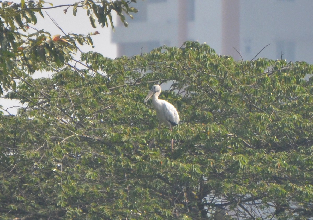 Ak Açıkgaga - ML646247932