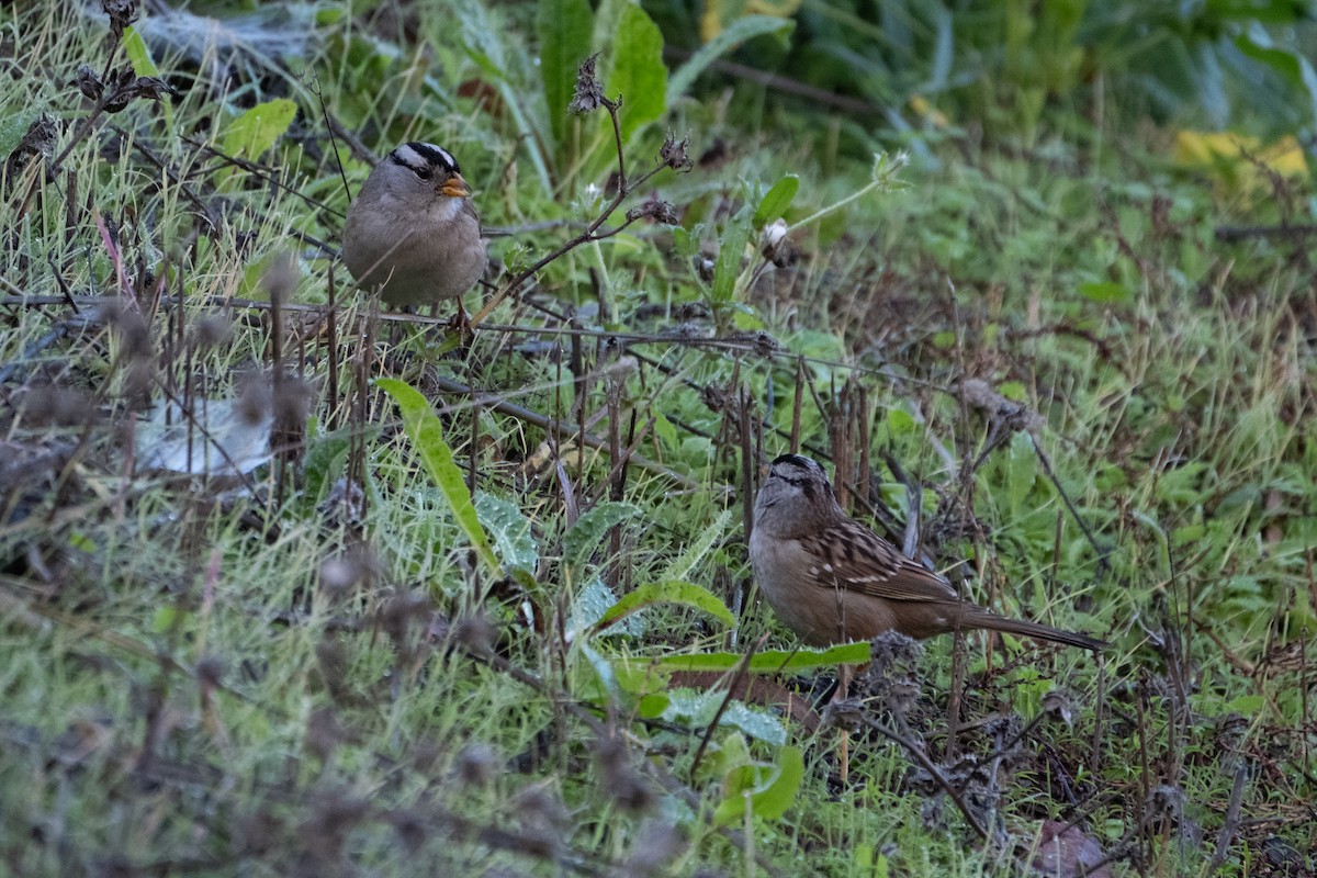 Porsuk Serçesi - ML646247933