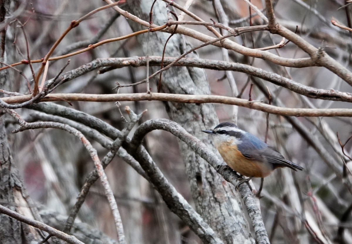 Kanada Sıvacısı - ML646247934