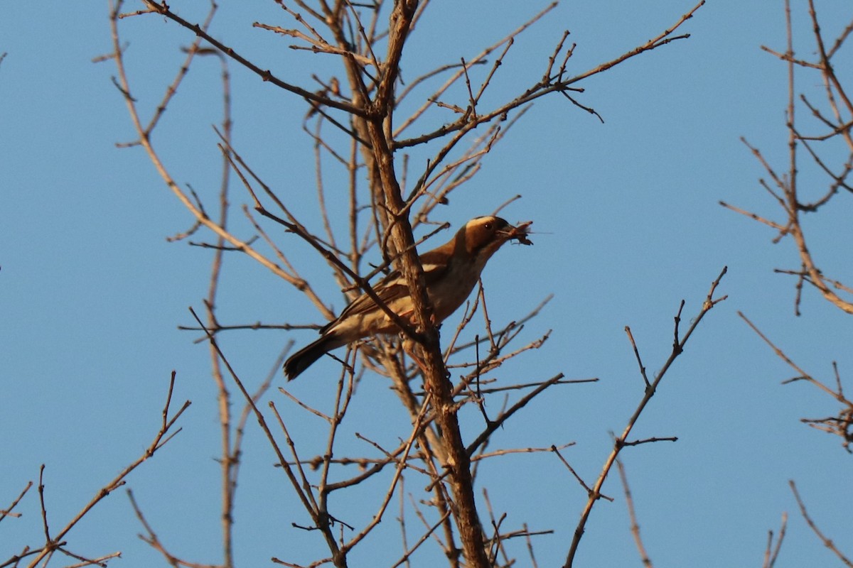 Ak Kaşlı Dokumacı - ML646247935