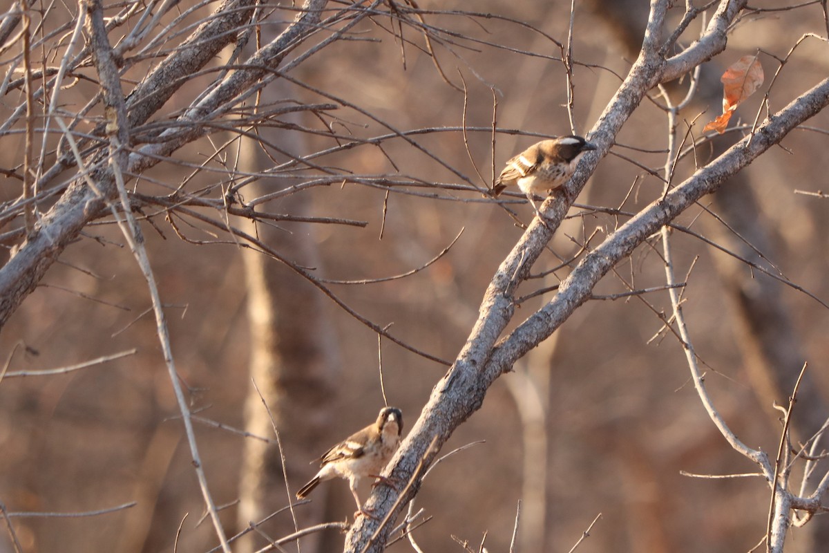 Ak Kaşlı Dokumacı - ML646247936
