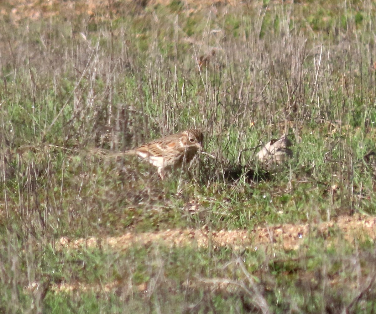 Akşamcı Serçe - ML646247937