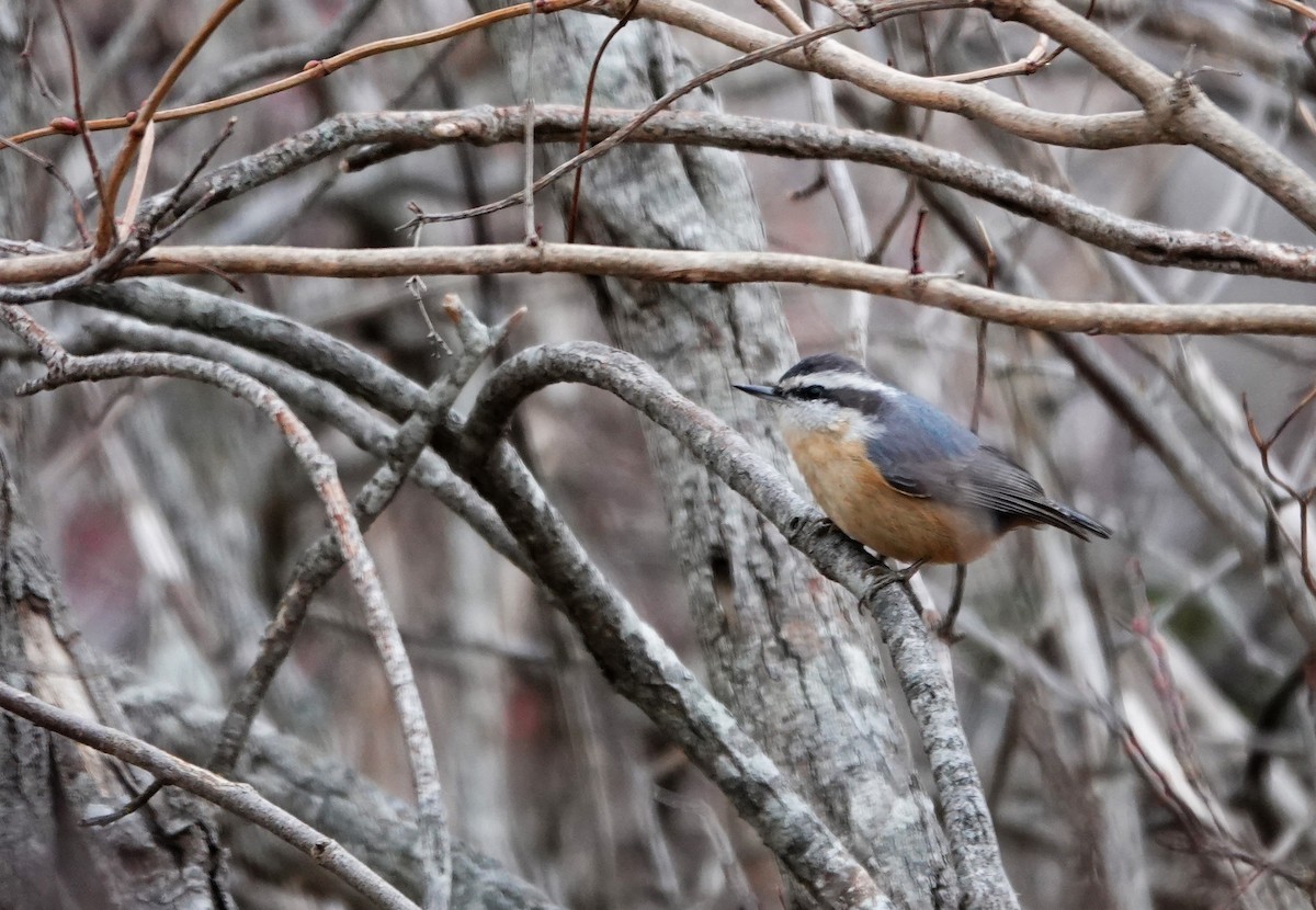 Kanada Sıvacısı - ML646247938