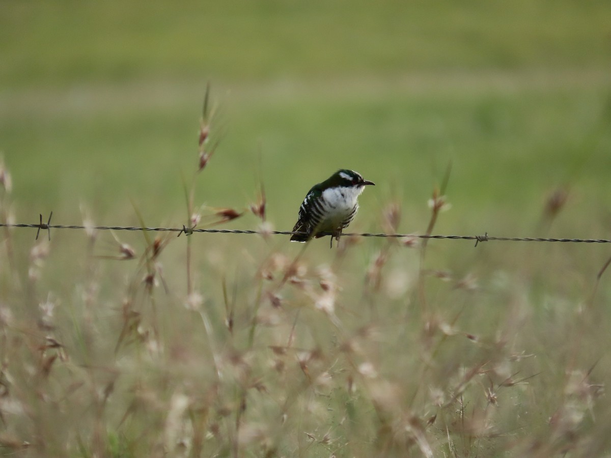 Dideric Cuckoo - ML646247939