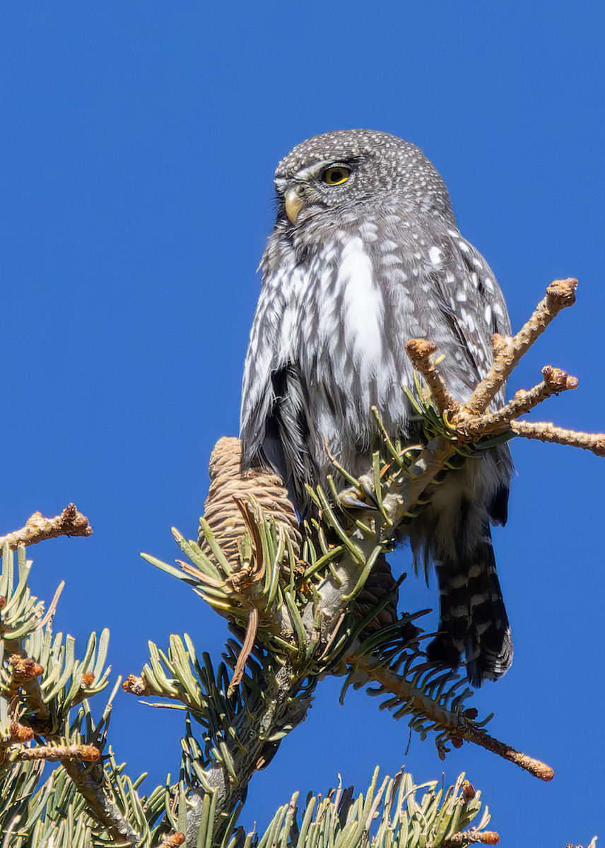 Dağ Serçe Baykuşu - ML646247942