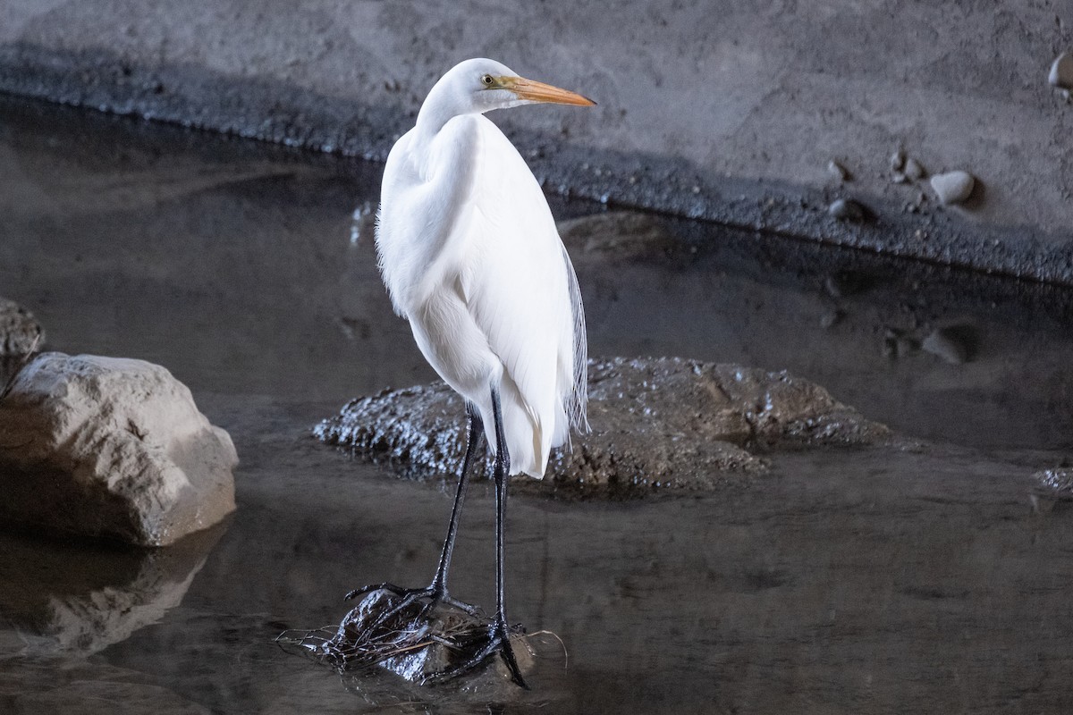 Büyük Ak Balıkçıl - ML646247943