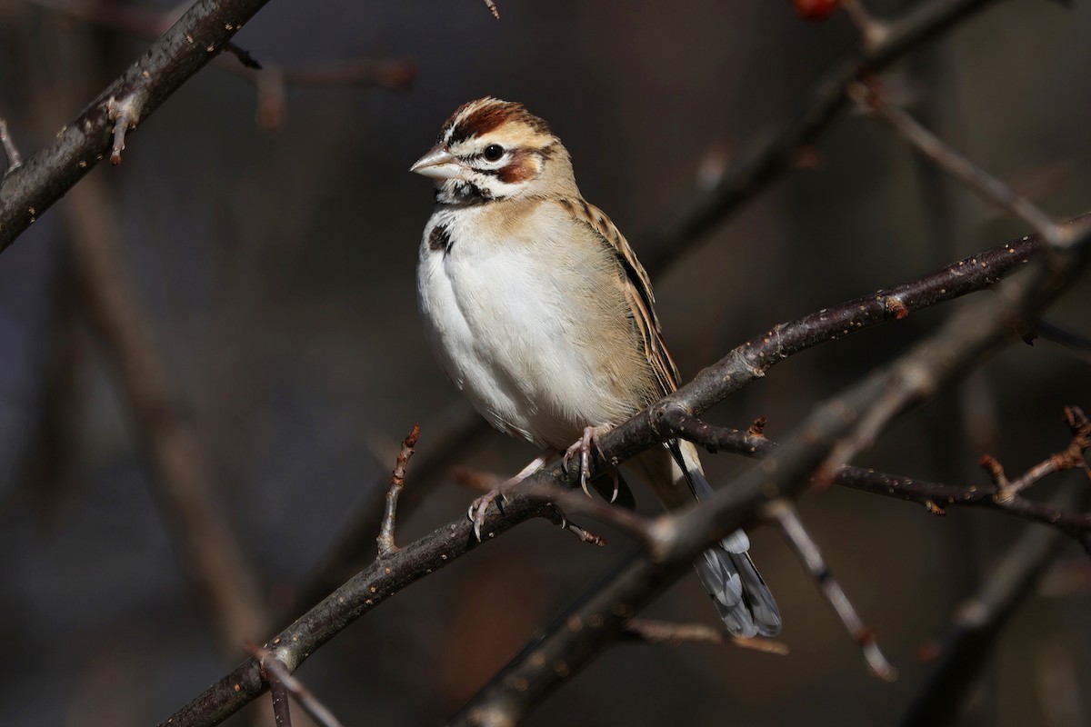 Toygar Serçesi - ML646247945