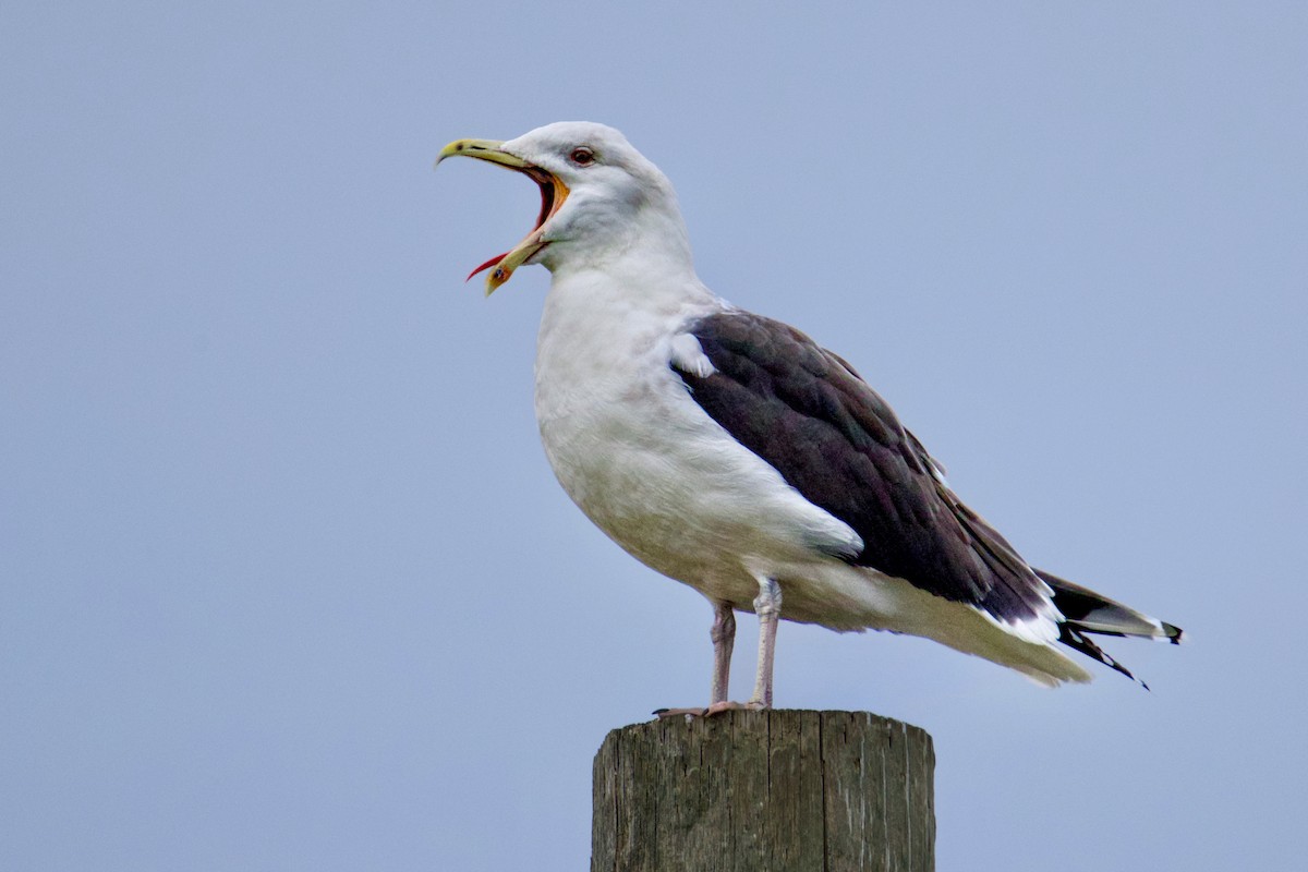 Büyük Kara Sırtlı Martı - ML646247946