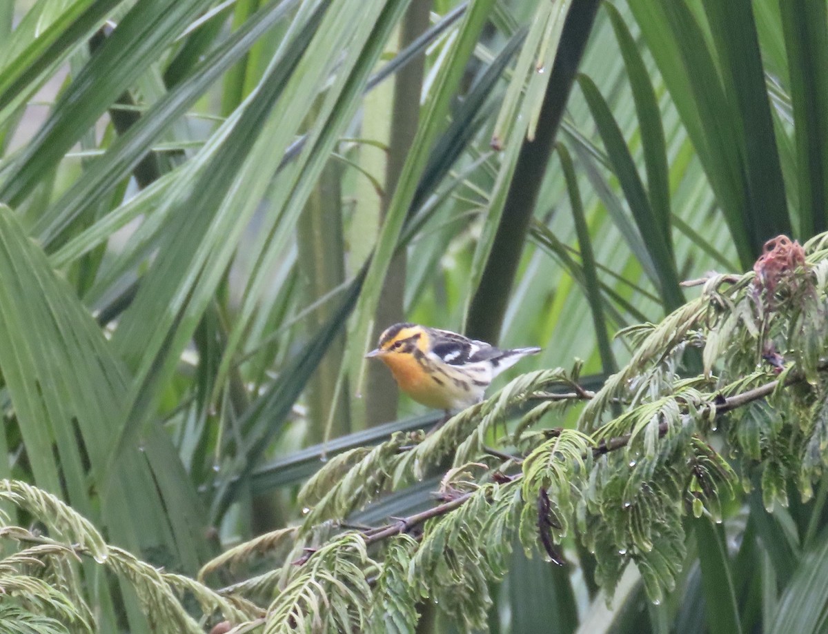 Turuncu Boğazlı Ötleğen - ML646247948