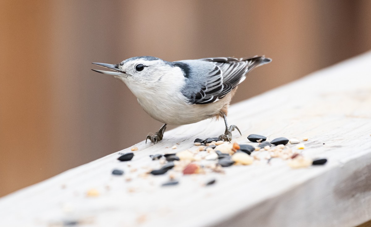 Beyaz Göğüslü Sıvacı - ML646247949